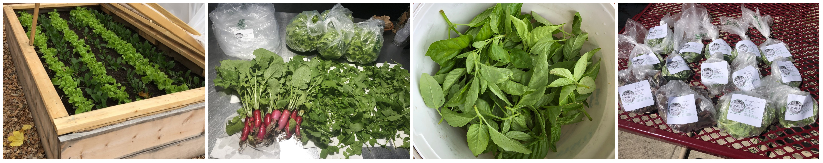 Philmont Beautification Inc (PBInc) LOCAL FOOD program